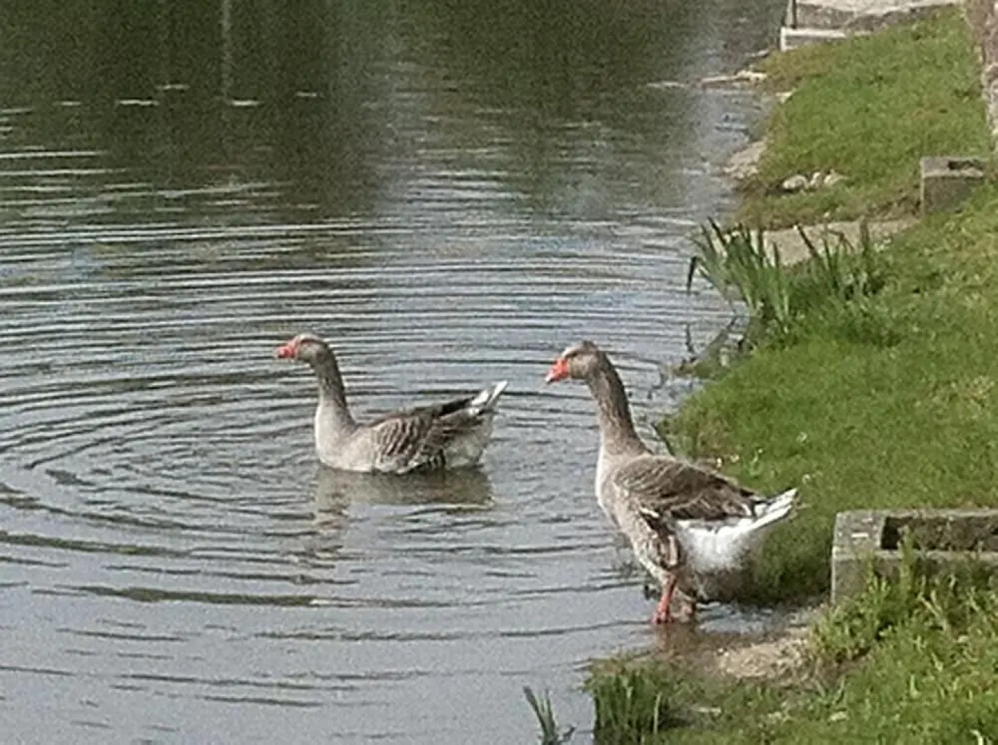 Maison dhôtes la Villa Corisande