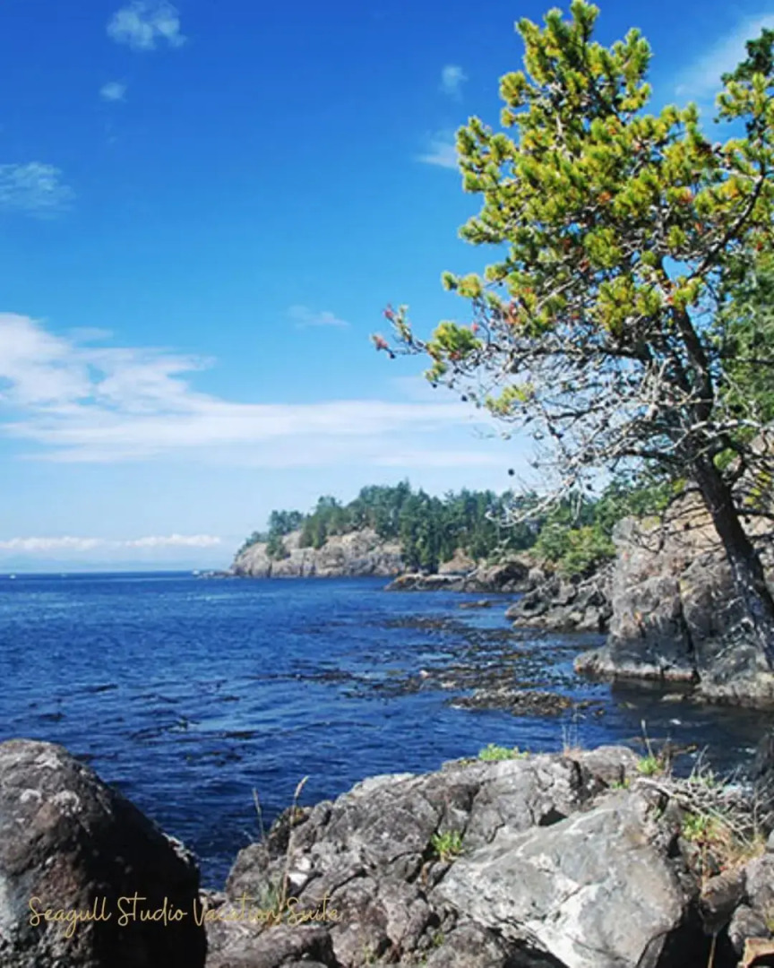 Seagull Studio Vacation Guest Suite