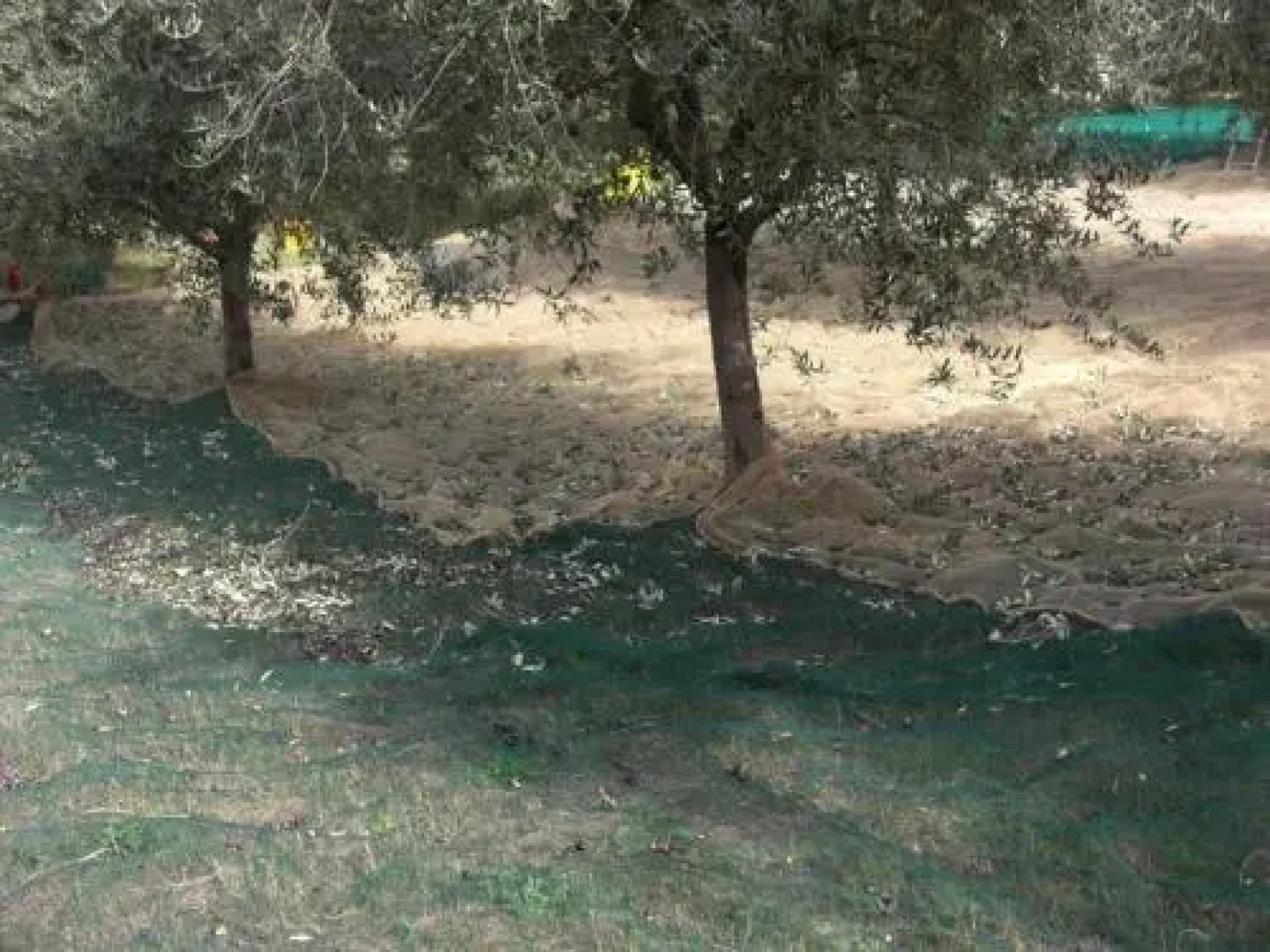Agriturismo Al Mandorlo