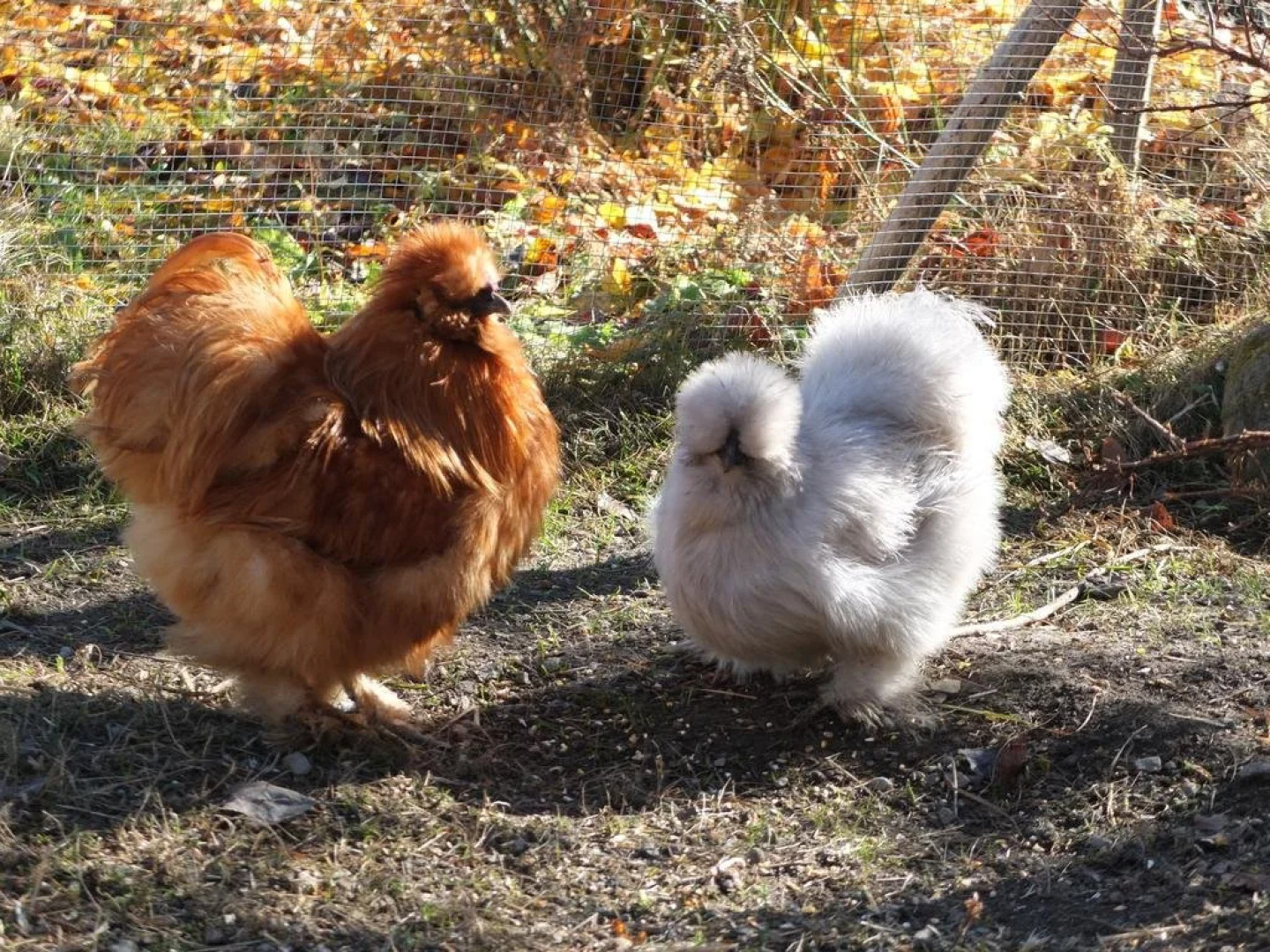 Gästehaus Biobauernhof Mandl