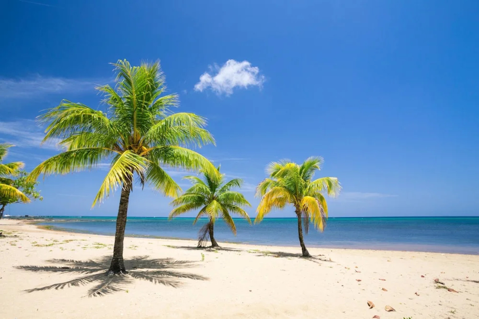 Lawson Rock Parrotfish 206