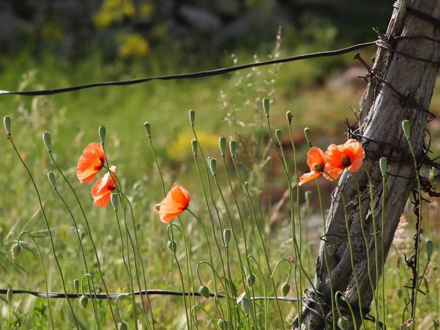 Posada Real LA ALMAZUELA