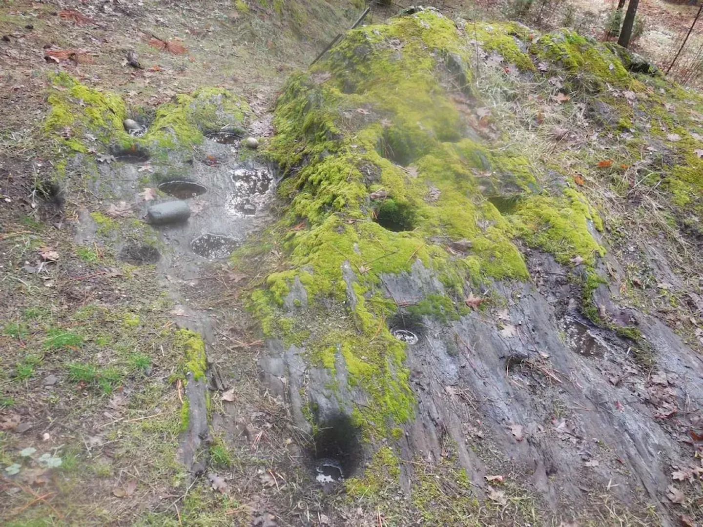 Yosemite Paradise Inn