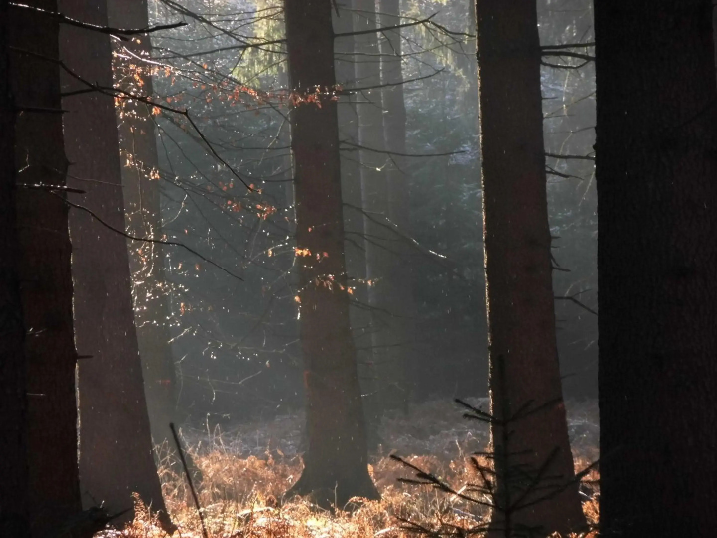 Ferienhaus an der Grenze zu Hamburg Zentrale Lage