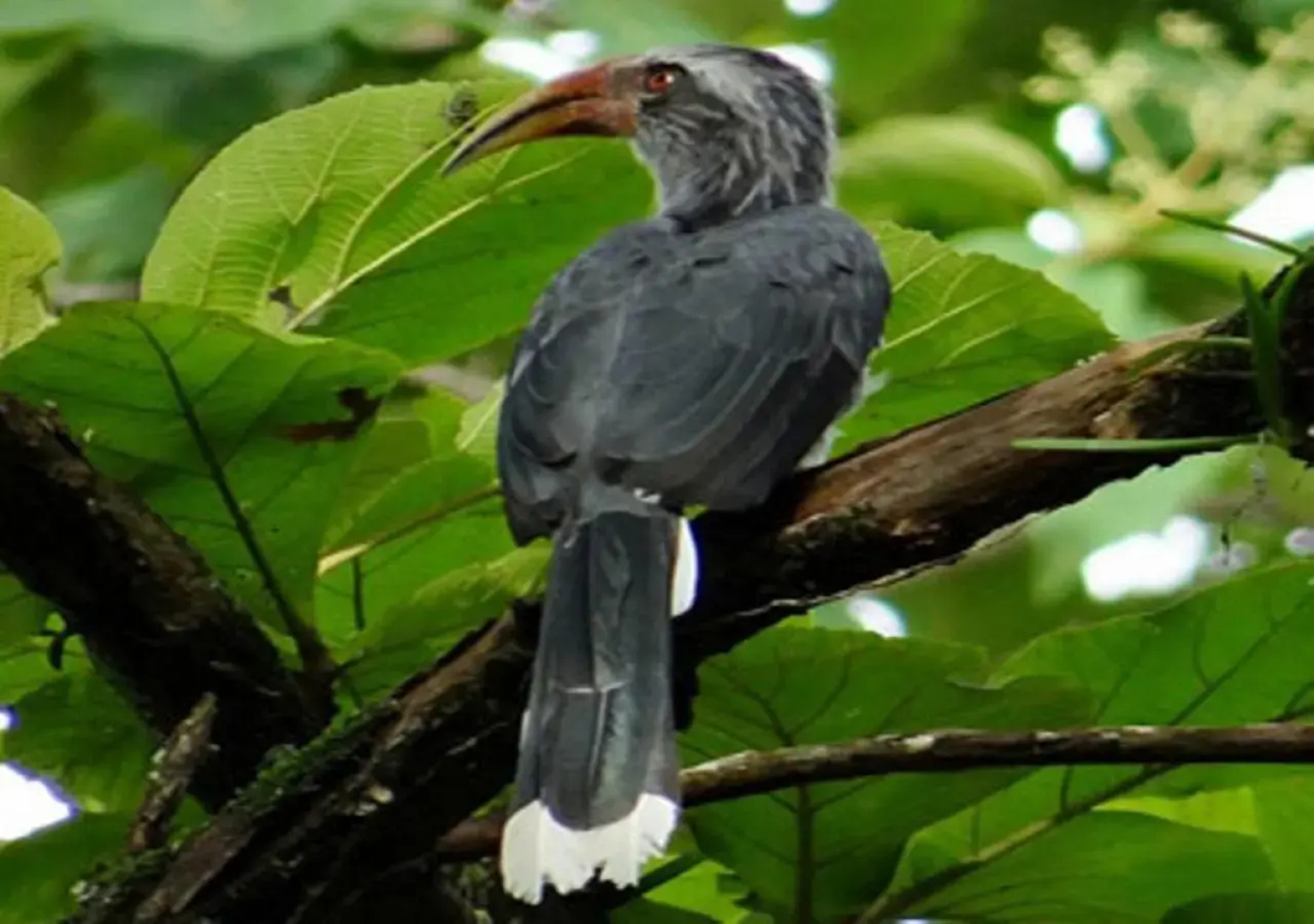 Sundara Mahal Homestay Wayanad