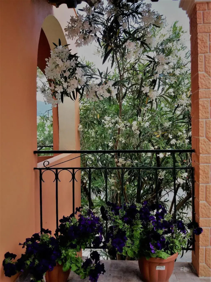 Ziogas Luxury Apartment's