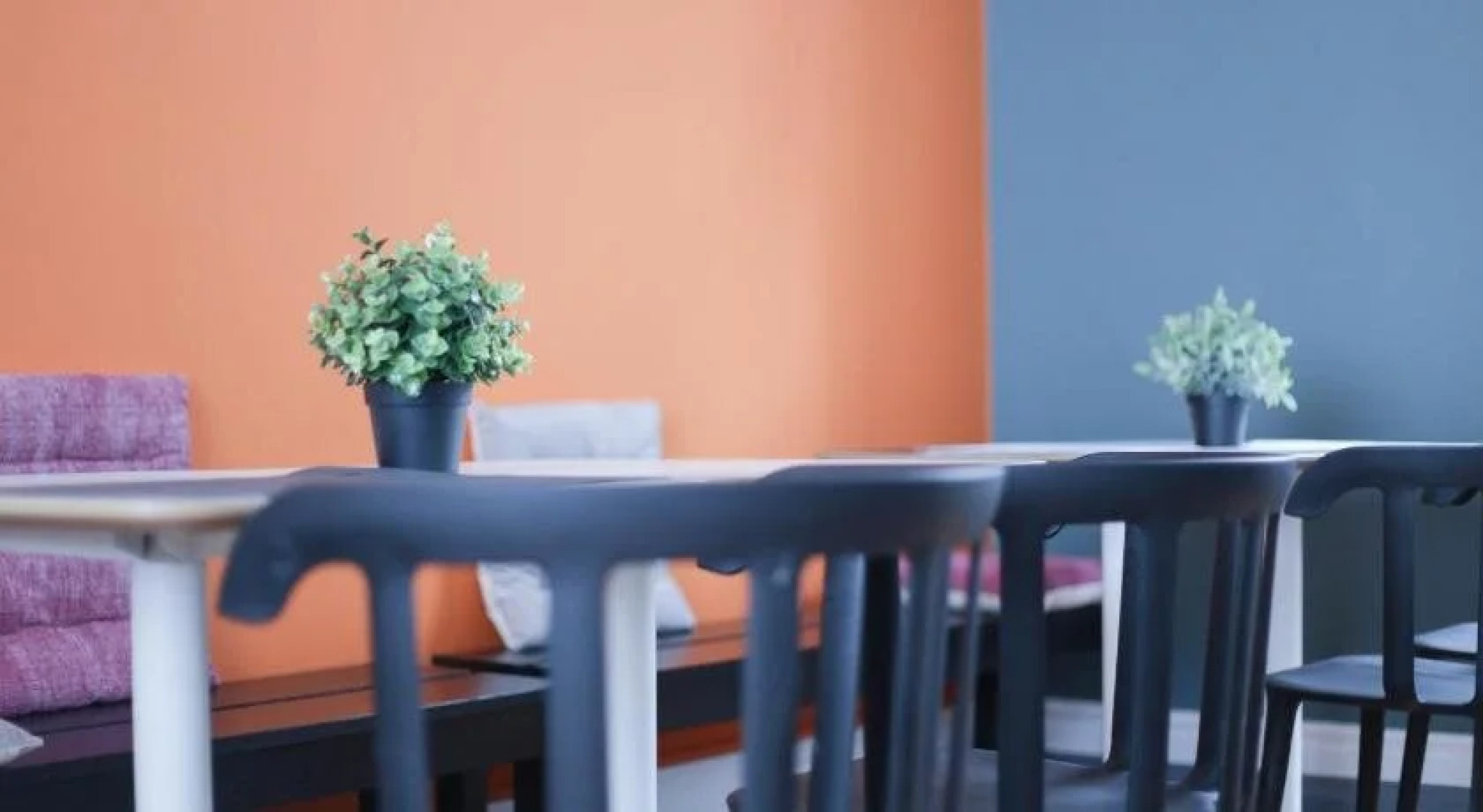 Procyon Boutique & Suites