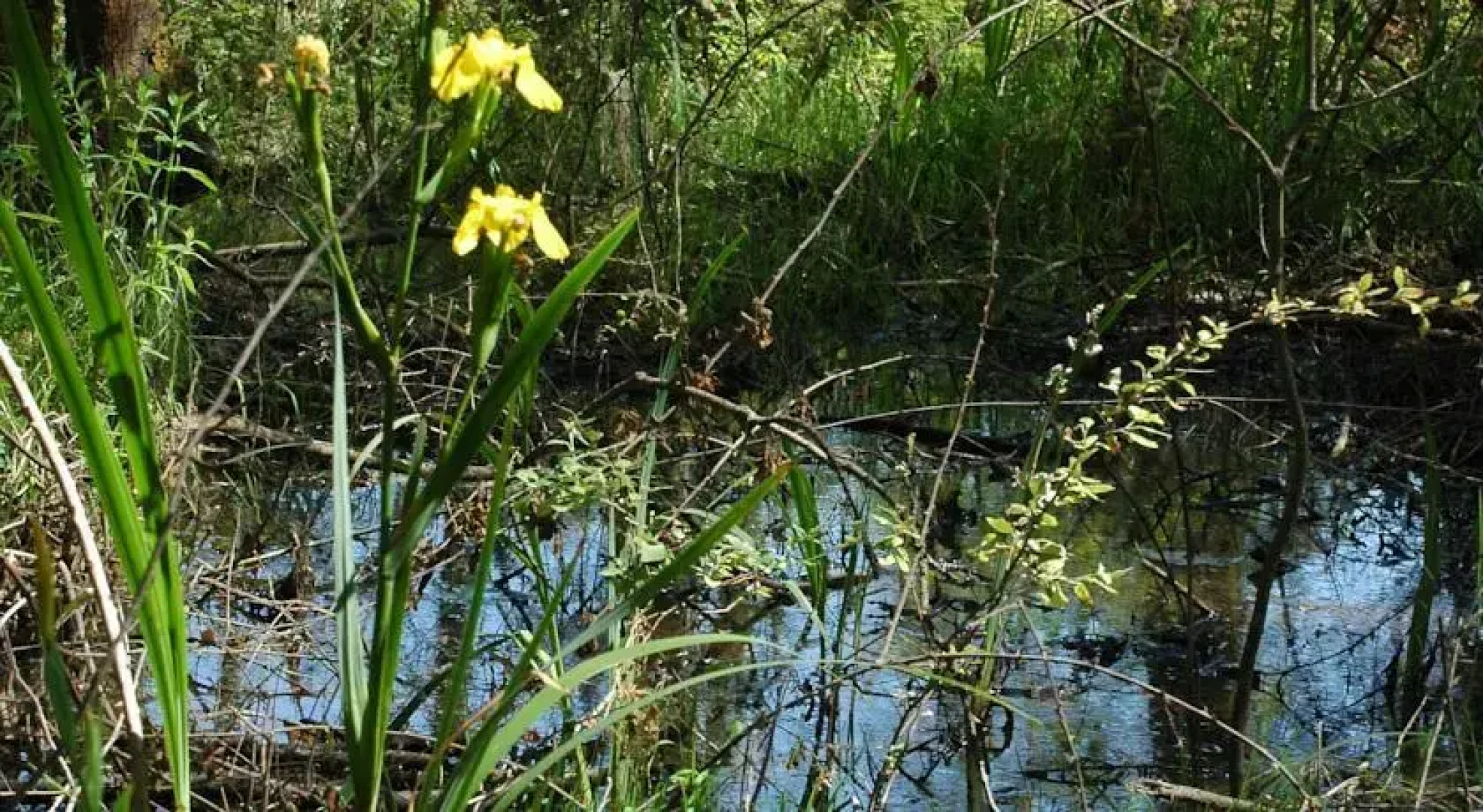 Ostello Oasi WWF Bosco Pantano