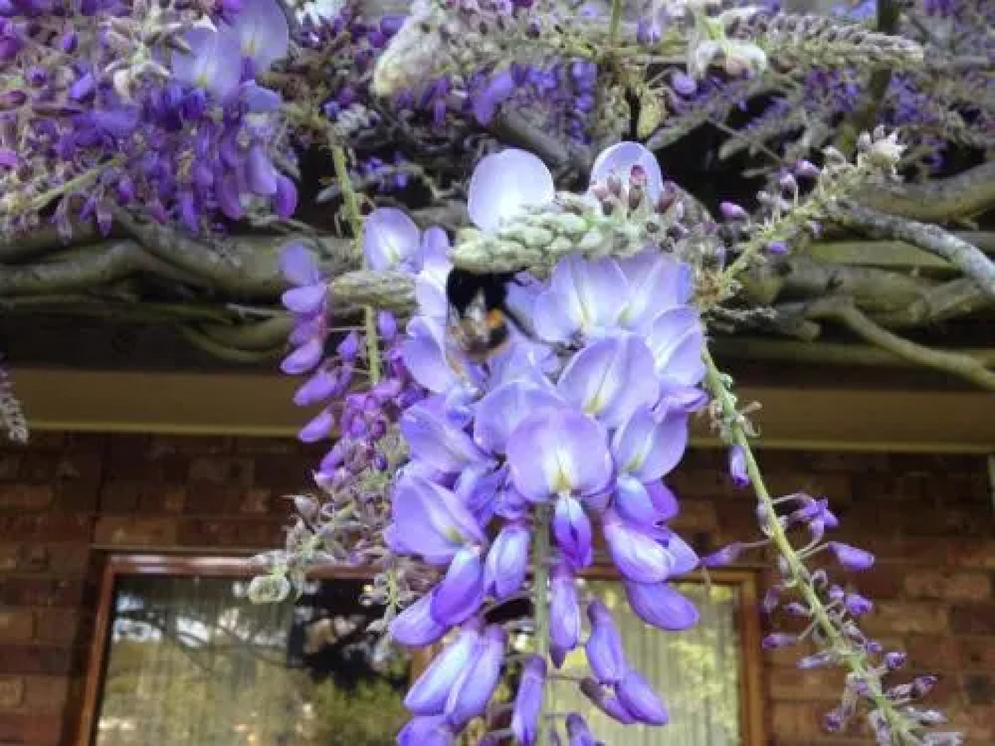 Wisteria Lodge Bed and Breakfast