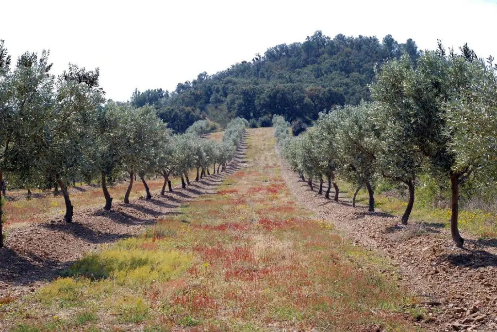 1131 Can Isaac Anglaterra