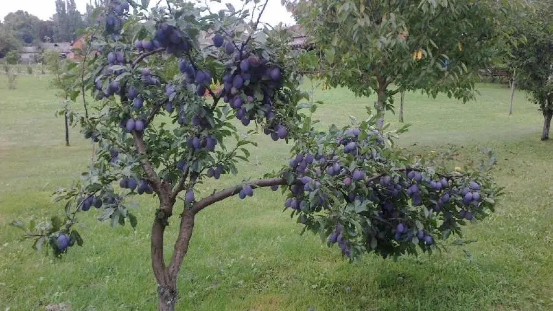 Seoski Turiziam Larva