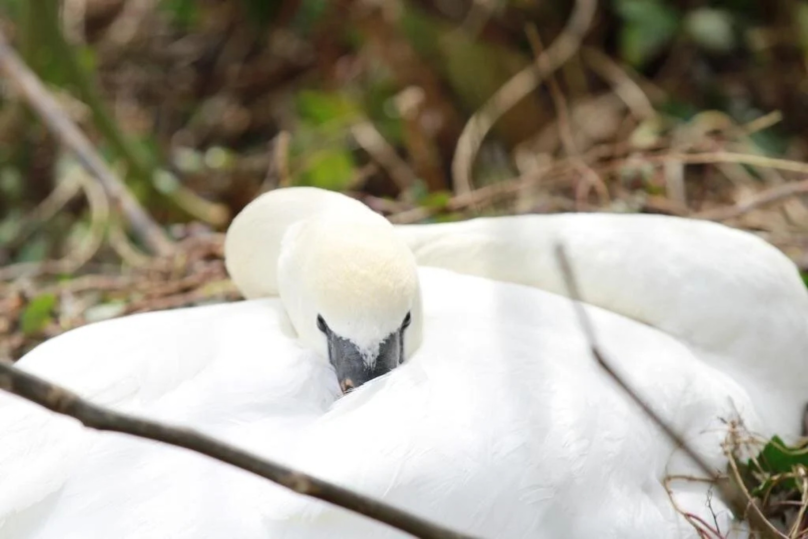 Zum Schwanen Gasthof Pension
