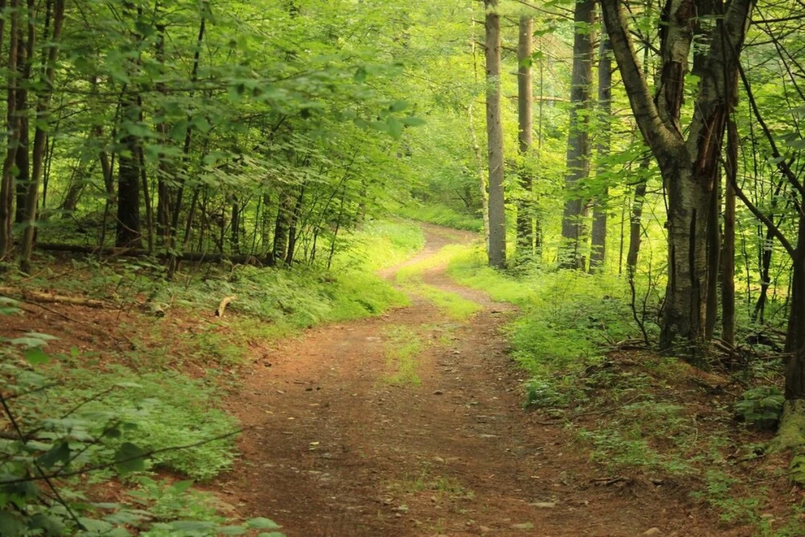 Tentrr - Abandoned Zoo Wooded Site