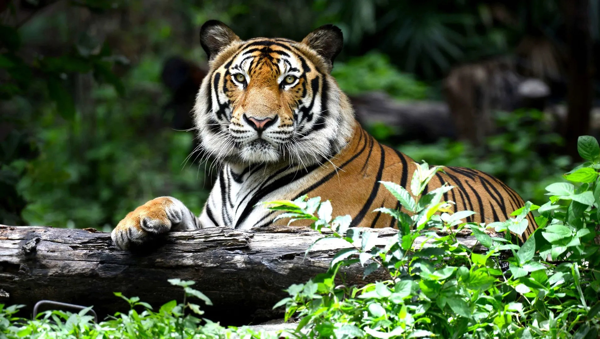 The Alexis Inn & Suites - Nashville Airport