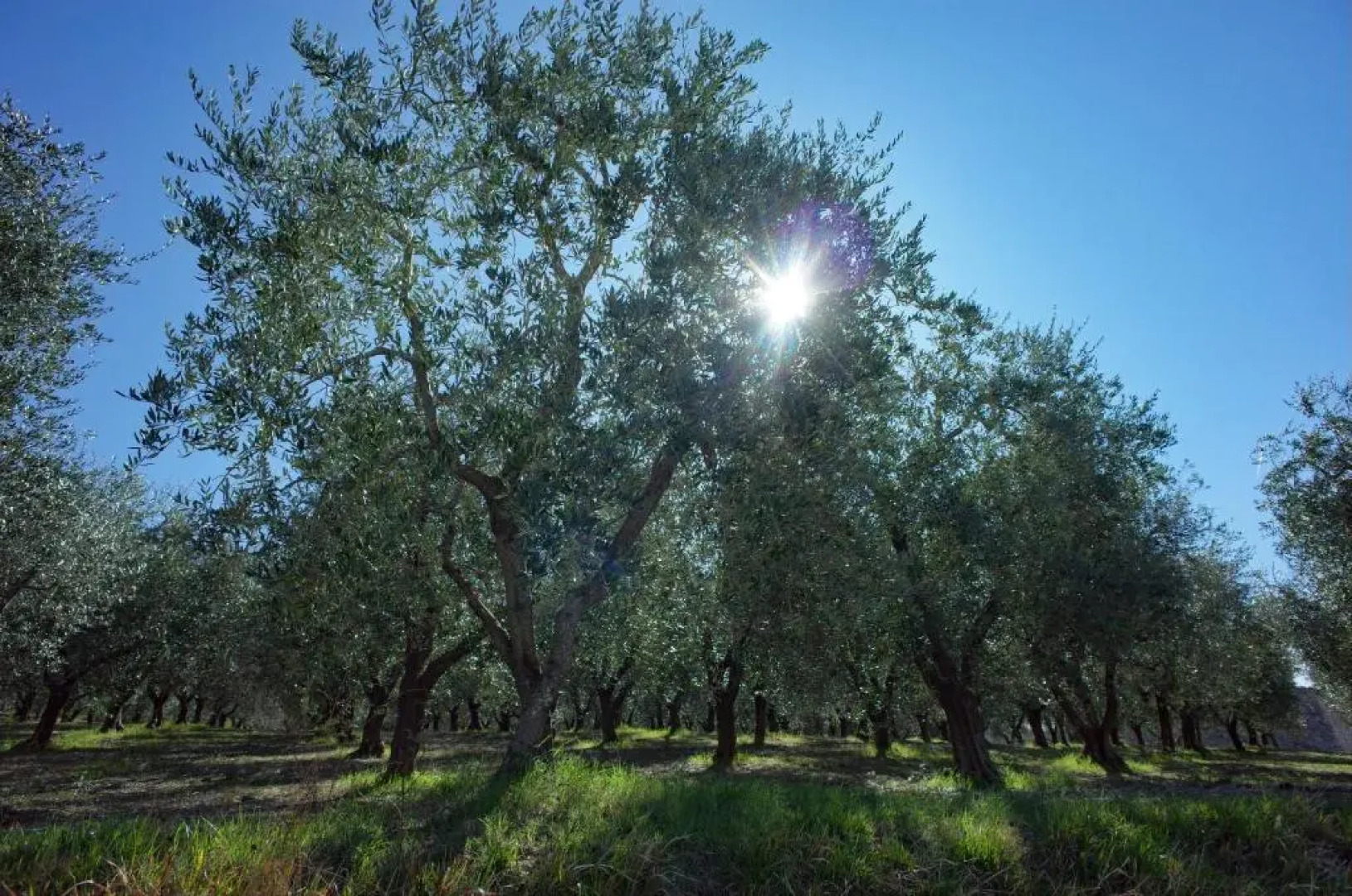 Agriturismo Il Casaletto