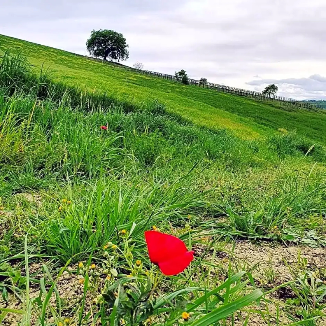 B&B Gli amici del tubarello