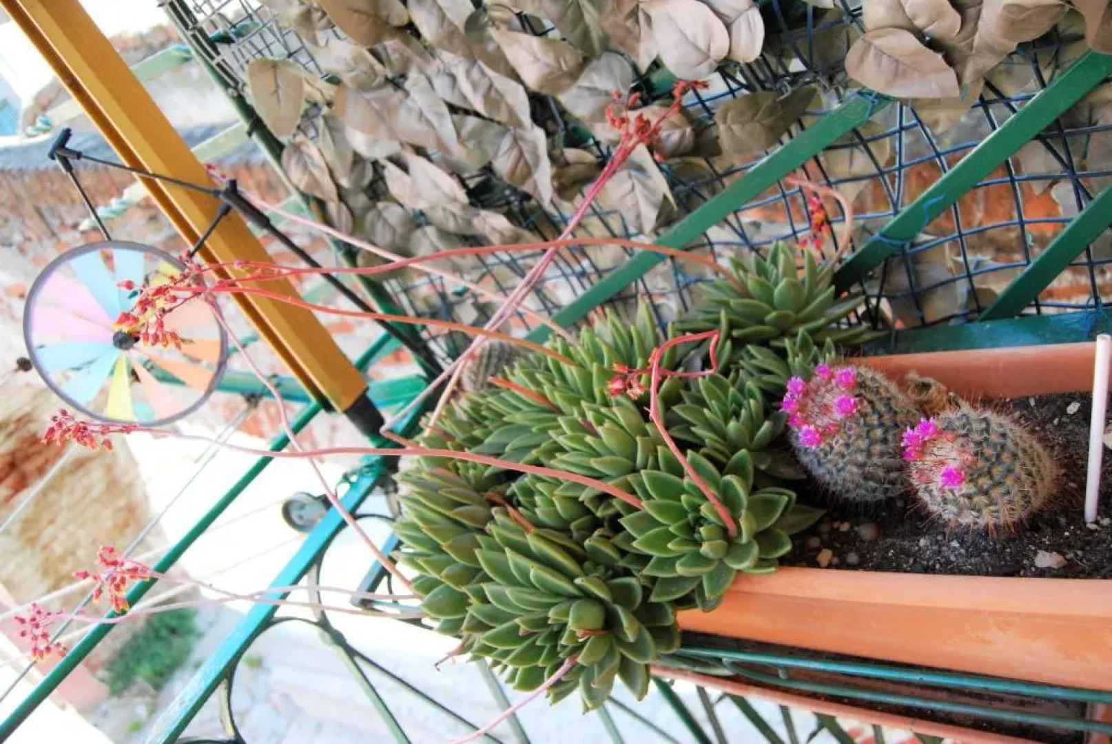 A c du Grillu Casa Vacanze