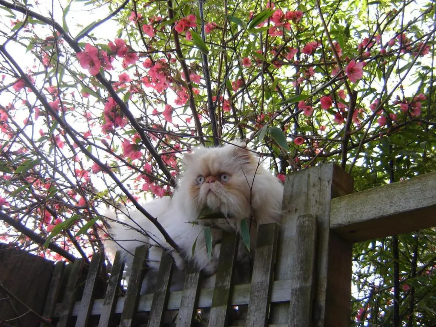 Annies Nirvana Lodge