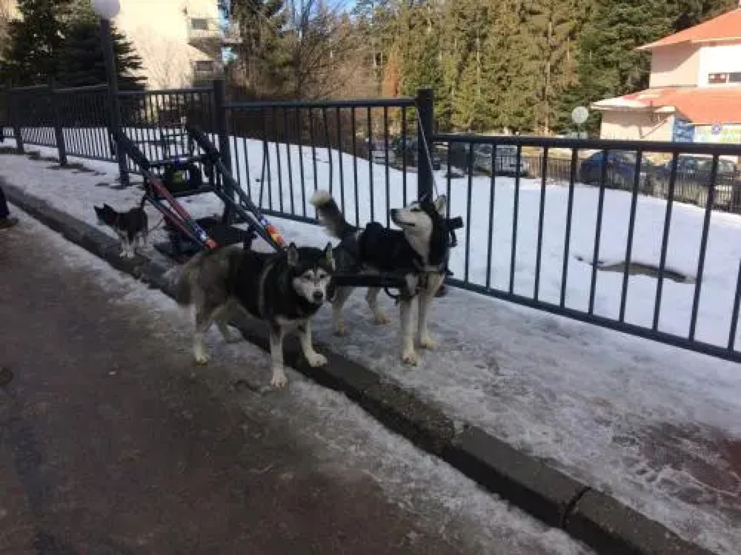 Studio in Hotel Flora Borovets