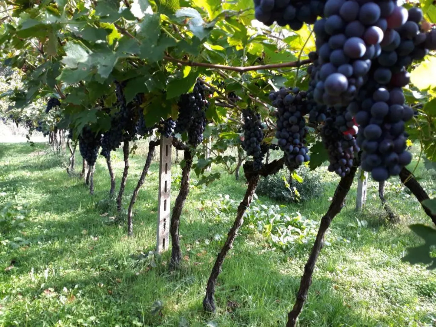 Agriturismo Villa Stella