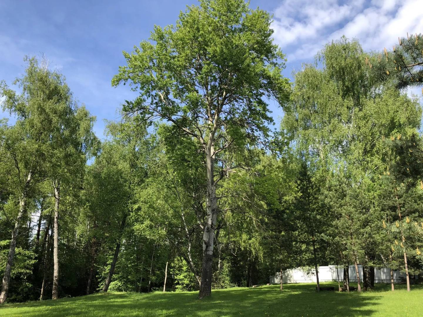 Зеленая горка