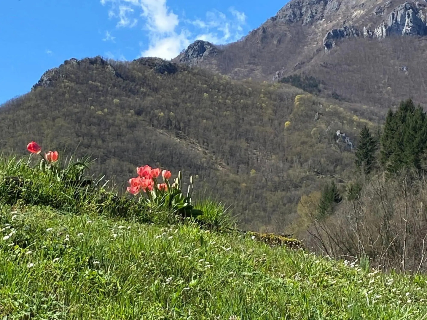 Graceful Cottage in Vergemoli with Private Fenced Garden