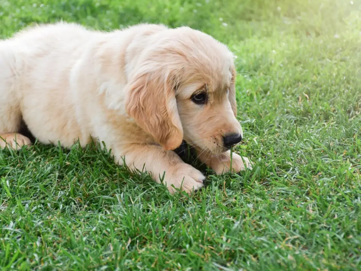 Resort Camping Solopuent