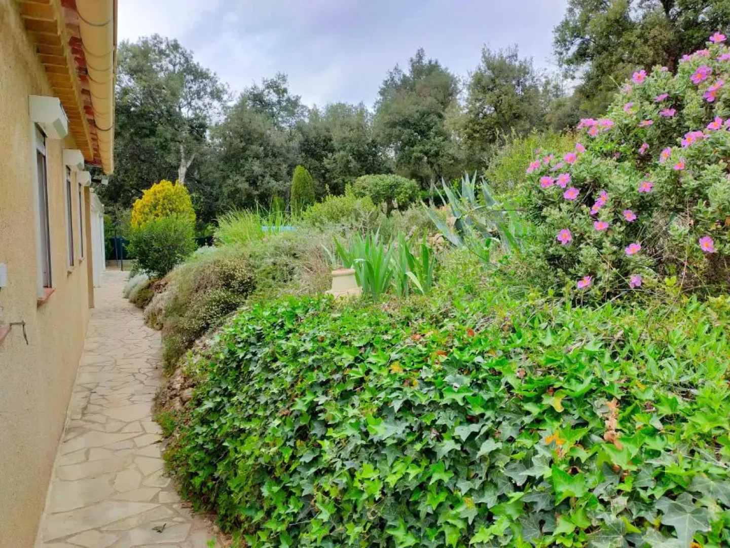 la Mésange Bleue du VERDON
