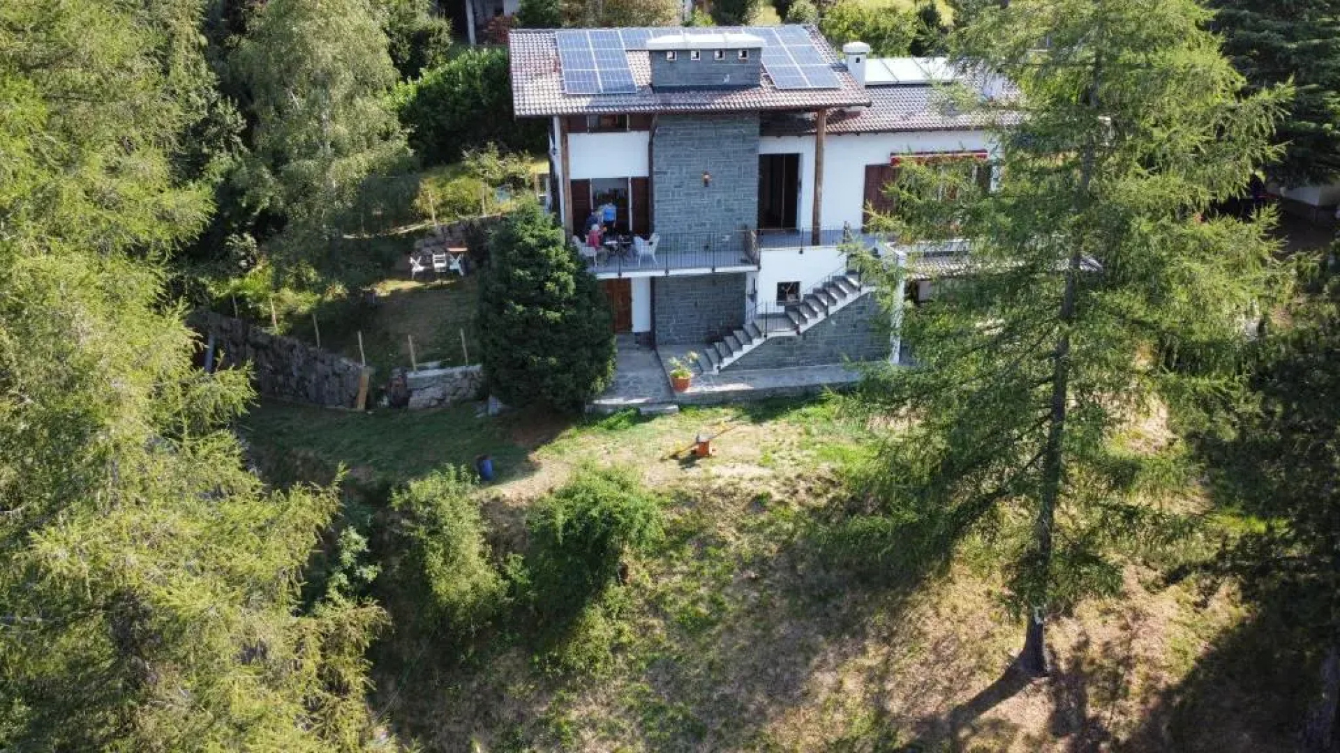 il larice d' oro