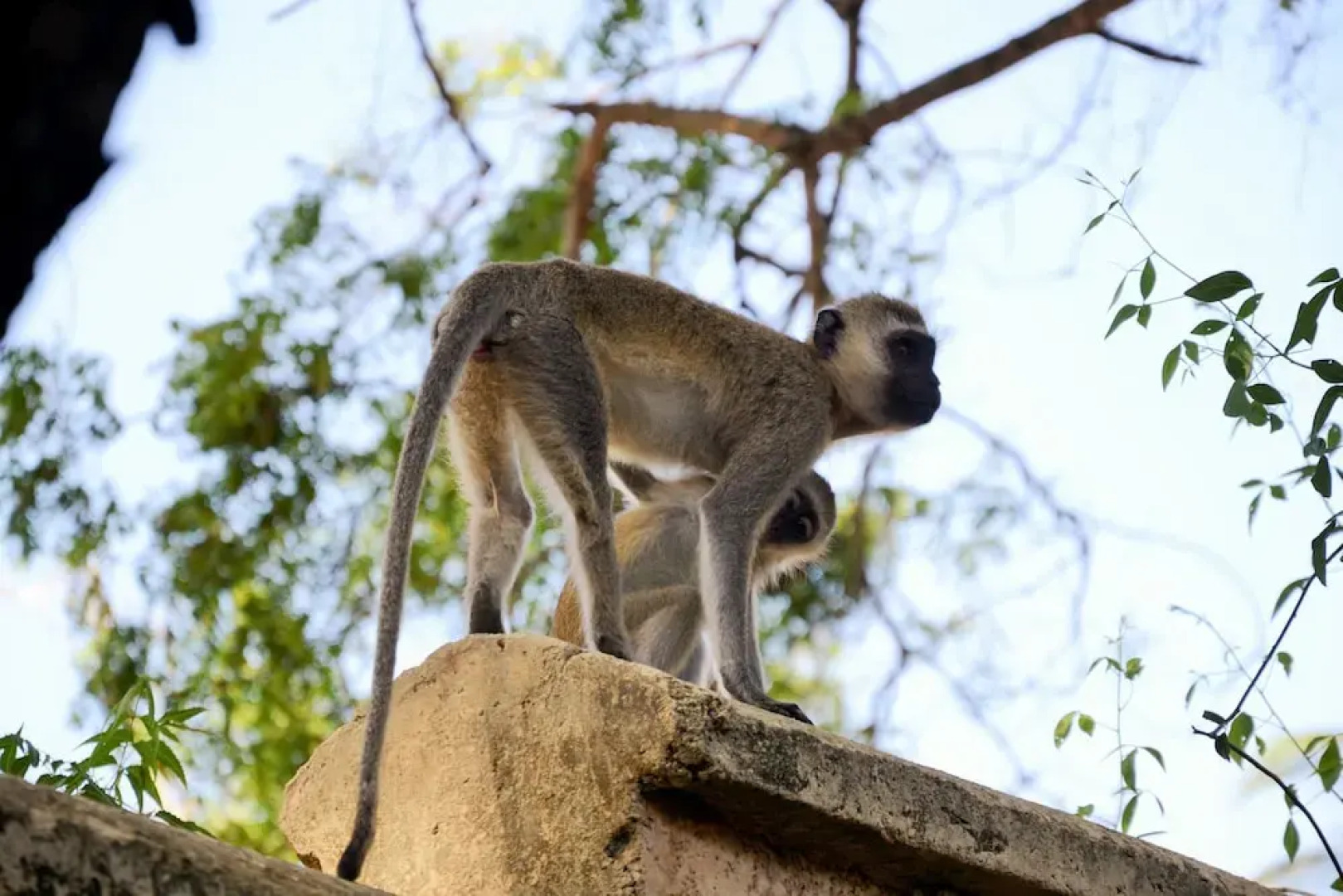 Kirathimo Explorers Oasis Diani - Hostel