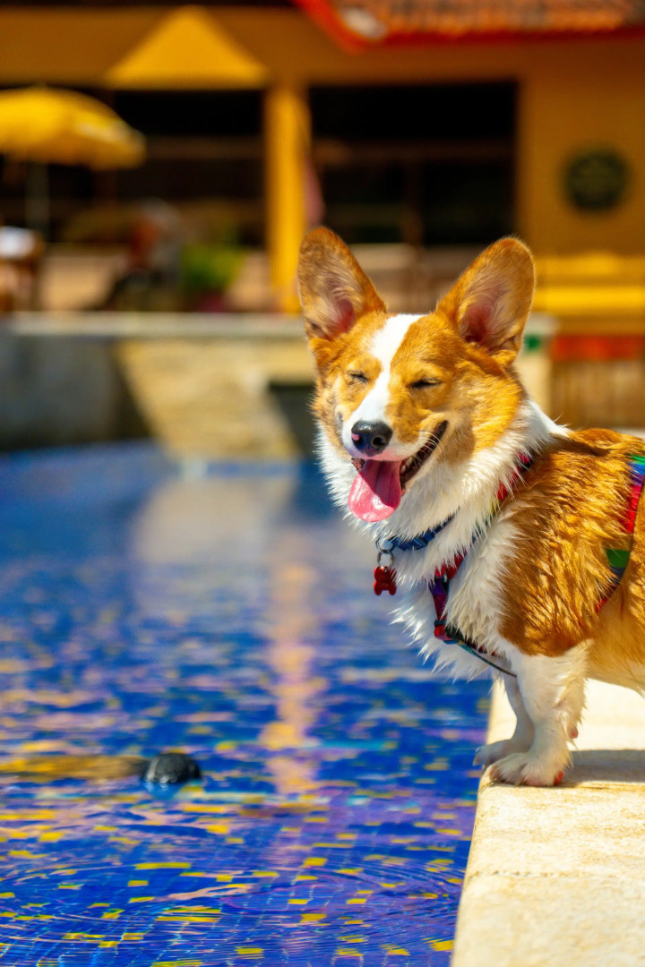 Surya-Pan Hotel Refúgio