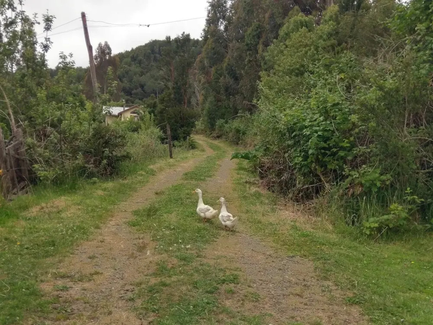 Ecoturismo Los Manzanos