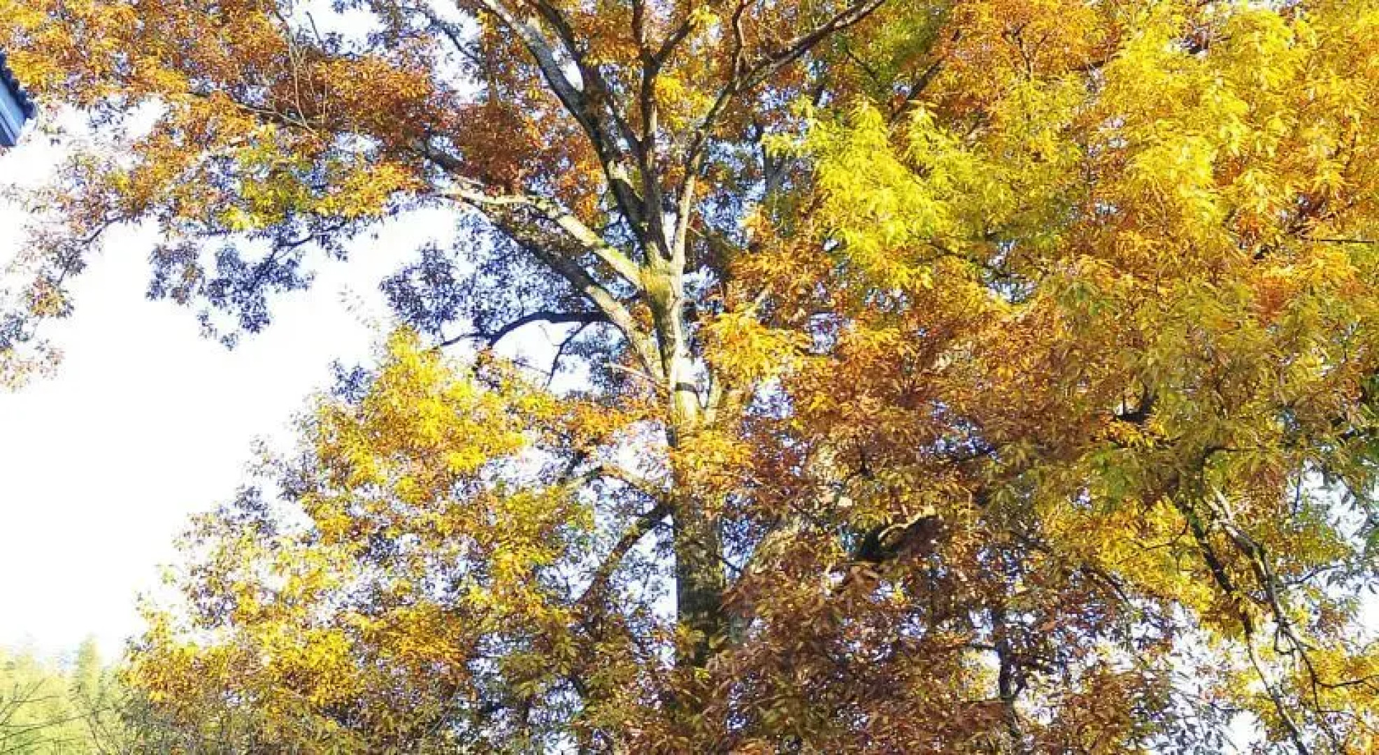 Huangshan No.19 Resort