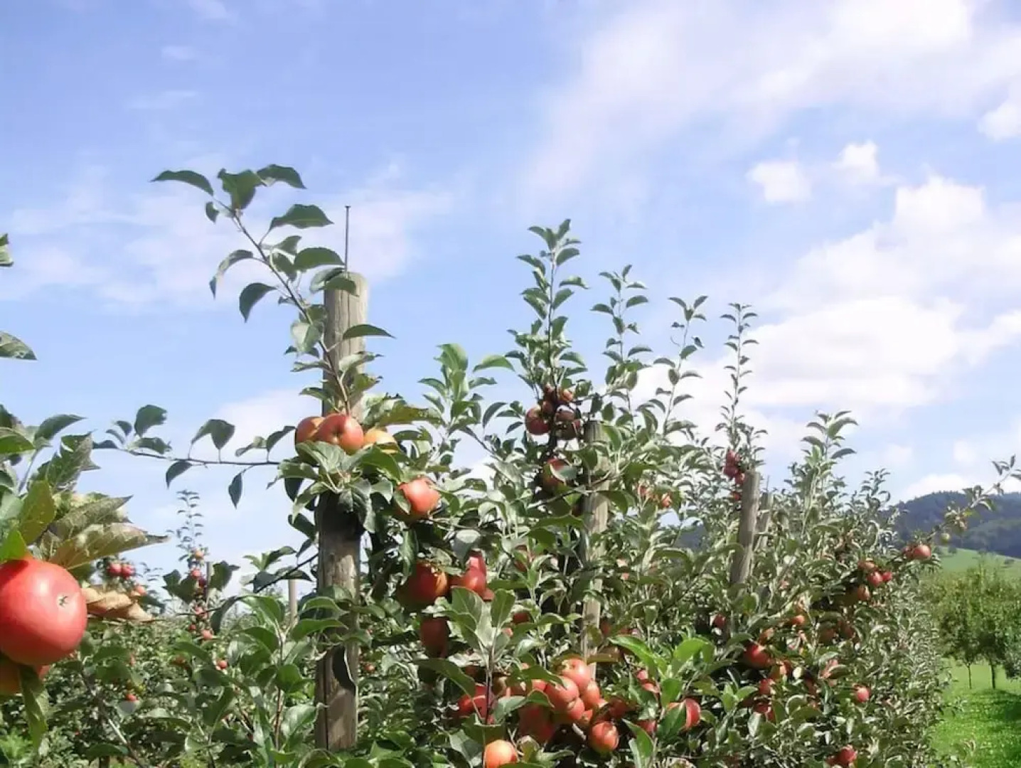 Apartment on the Isenmann Fruit Farm