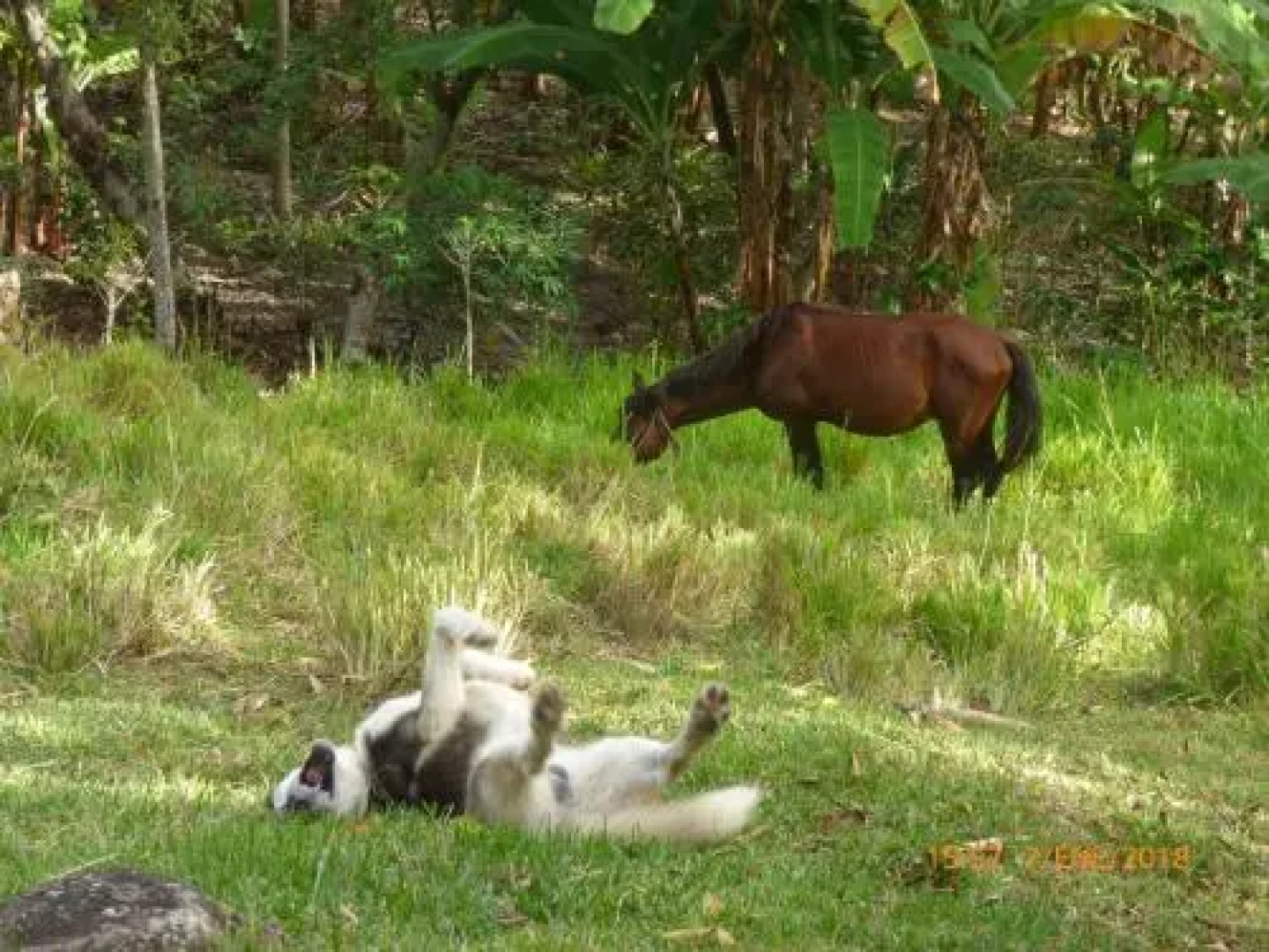 Shipasbamba Ecolodge