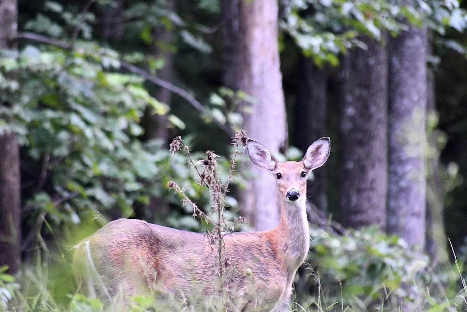 The Outlook - A Majestic View!