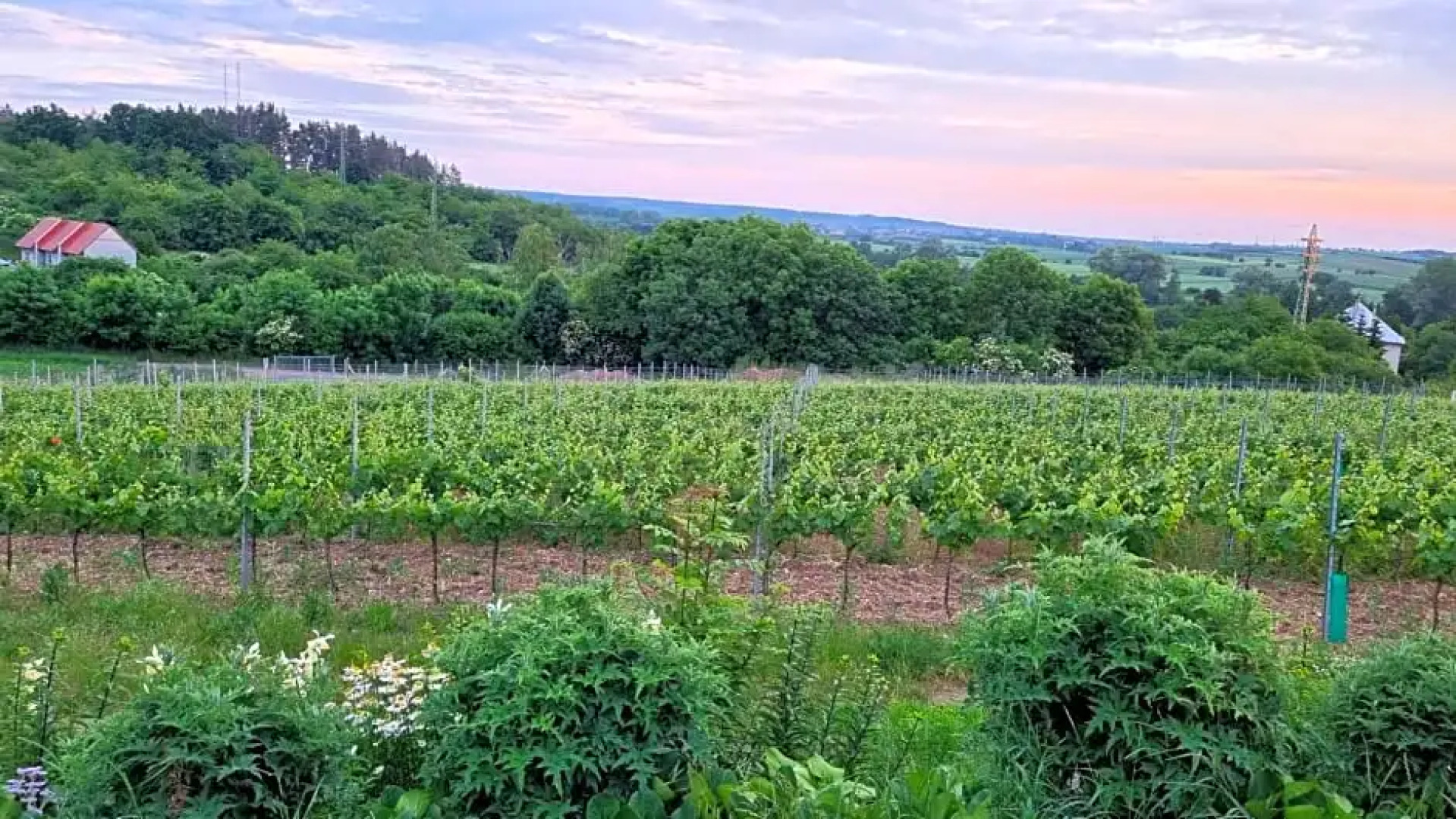 Pension Vinařství Klučov