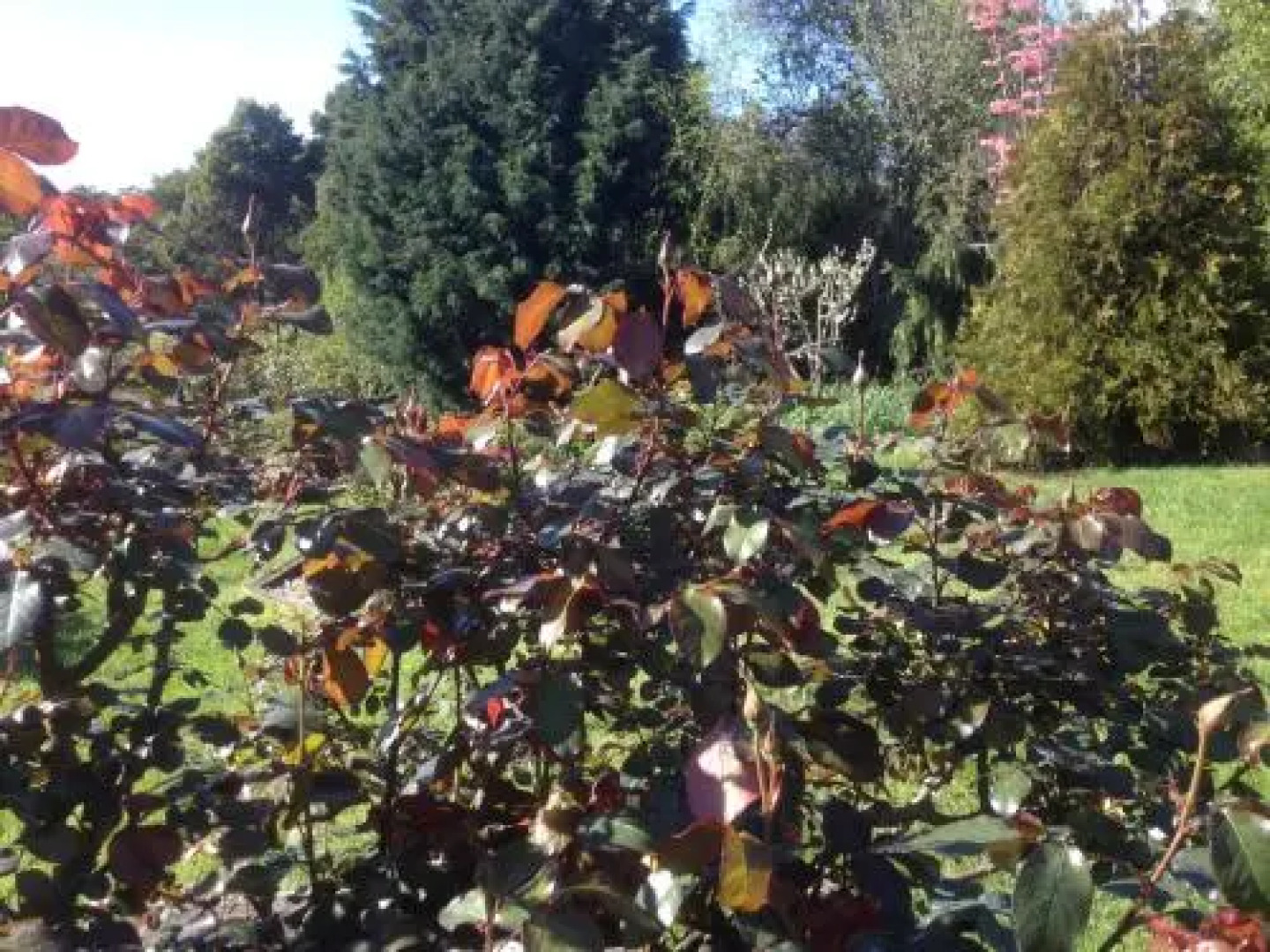 Wisteria Lodge Bed and Breakfast