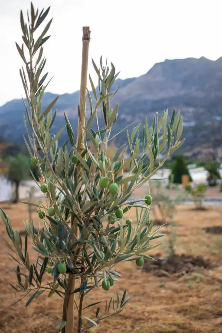 Apartamentos Cedro Alto