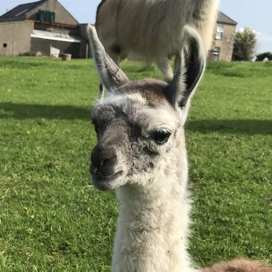 The Snuggly Sheep Shepherd Hut Campview Farm Stay