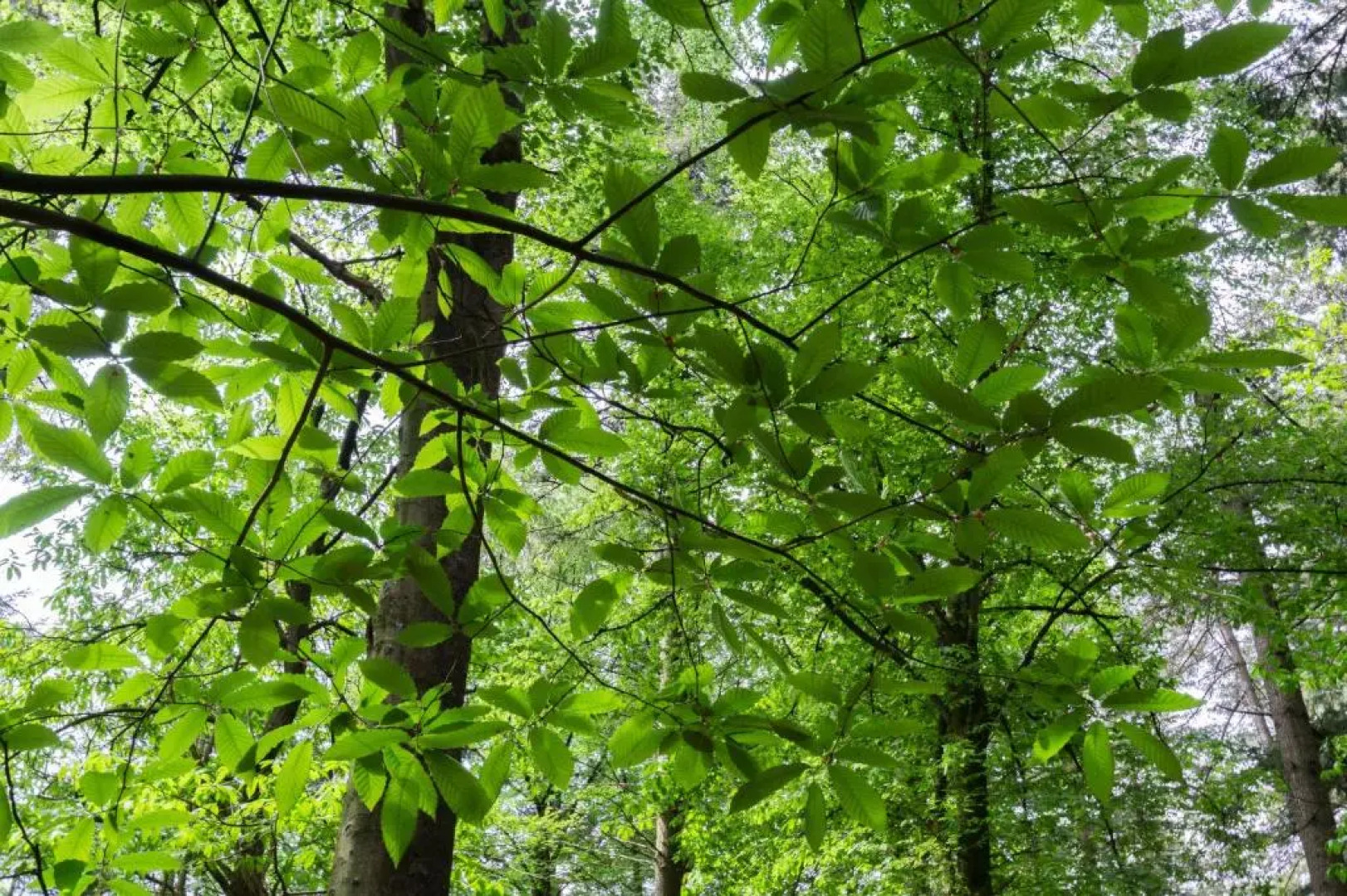 Bungalowpark Vogelenzang