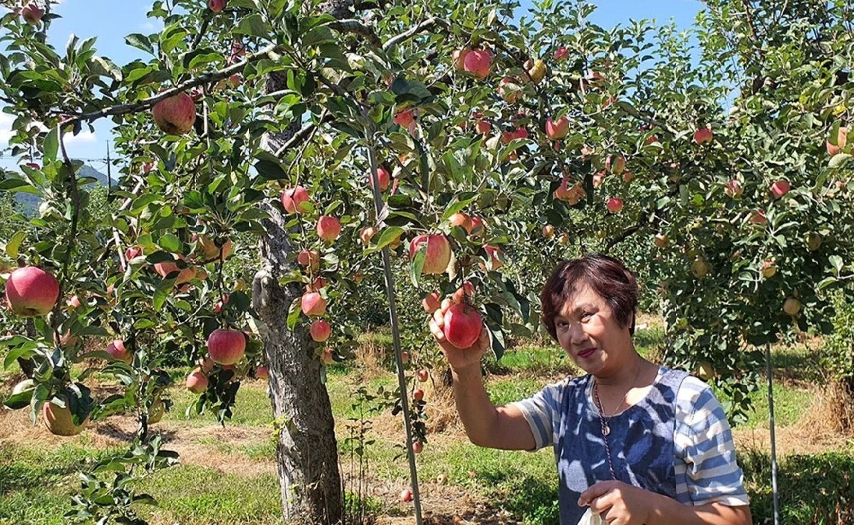 Chungju Wildflowers and Gotaengnadeuri