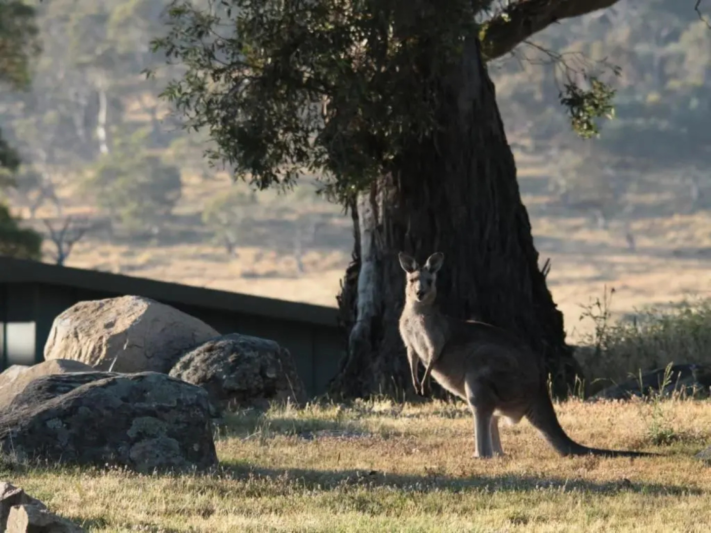 Ecocrackenback 19 'Sustainable, luxurious chalet close to the slopes.'