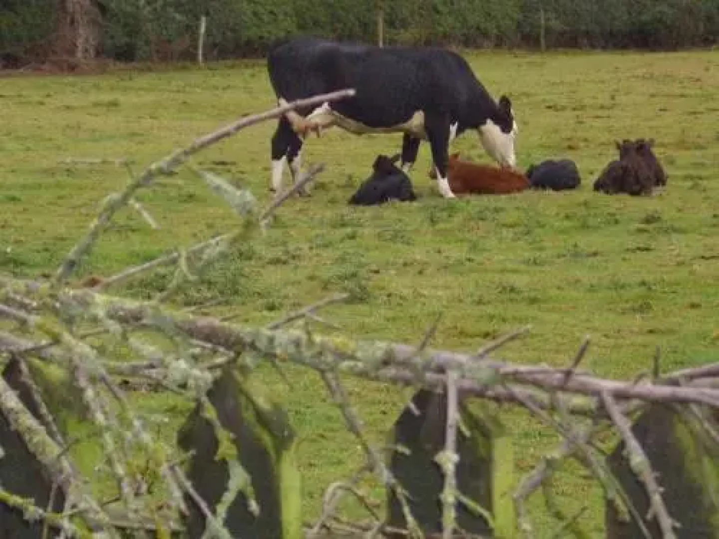 The Golden Lion Hotel