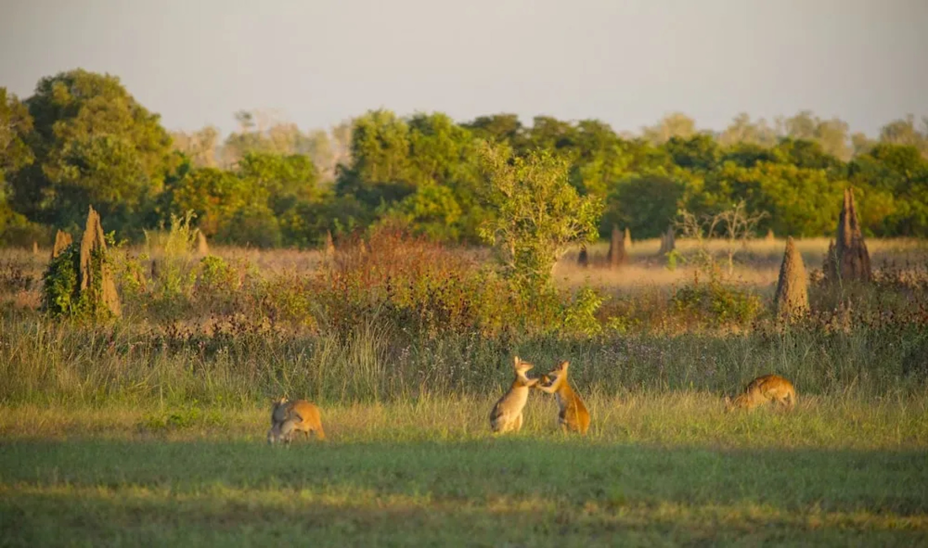 Wildman Wilderness Lodge