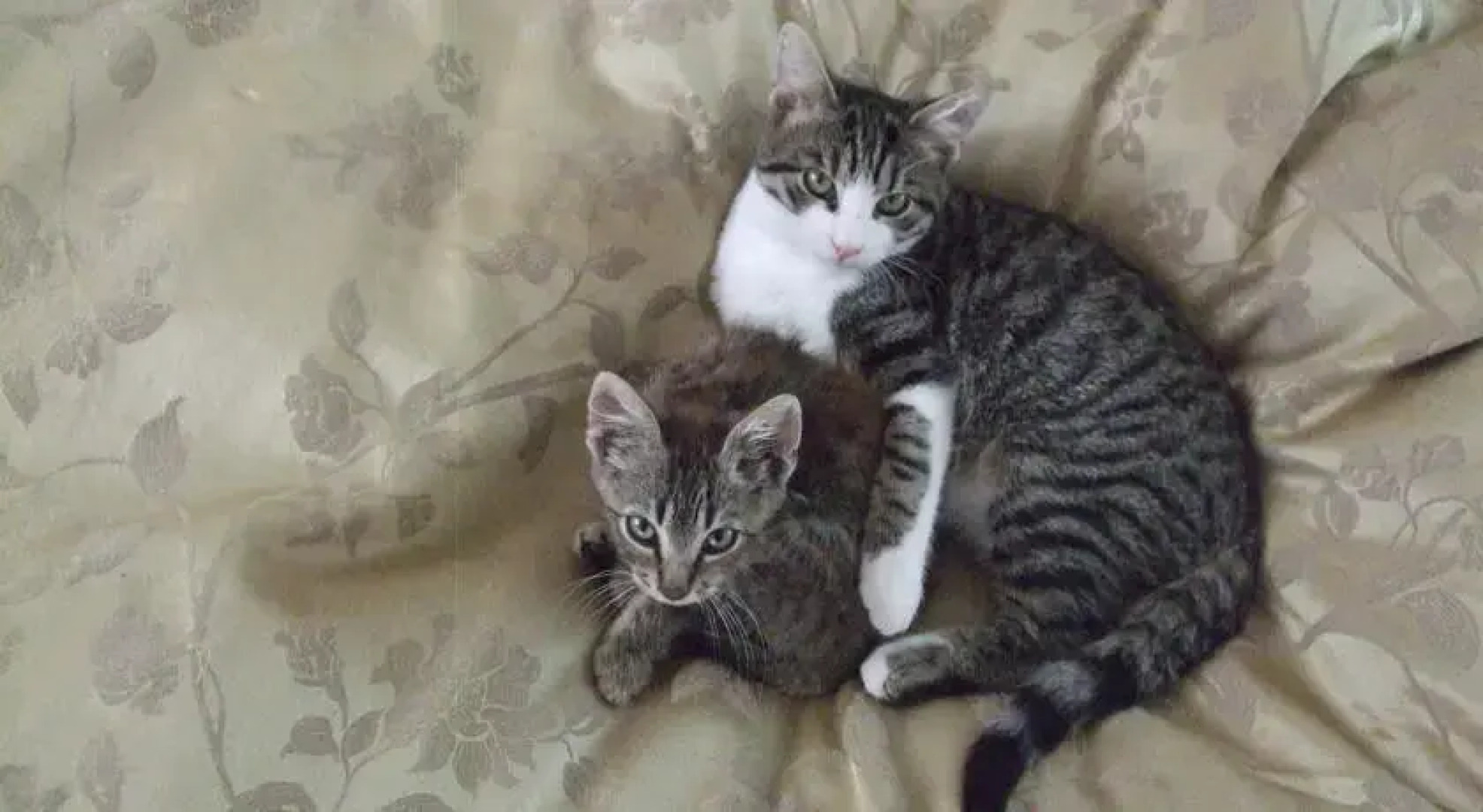 Rooms and Suites Ljetnikovac