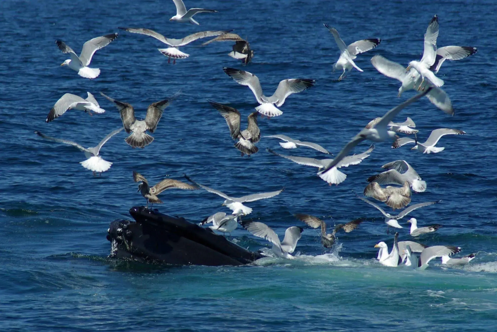 Surfside Hotel and Suites