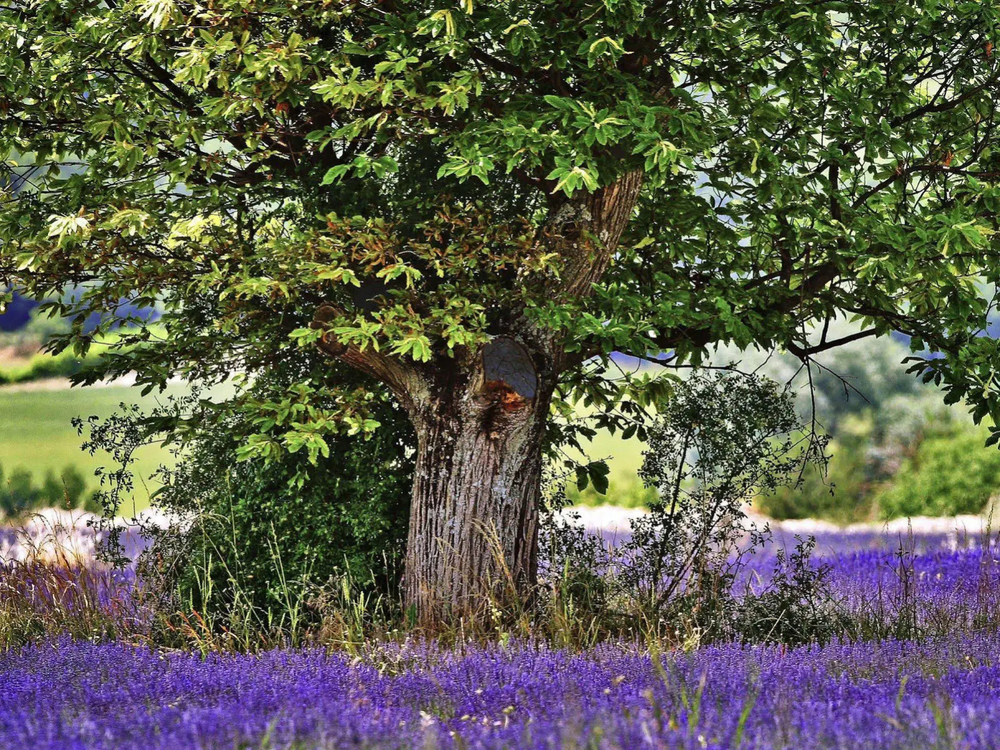 Aparthotel Adagio Aix en Provence Centre