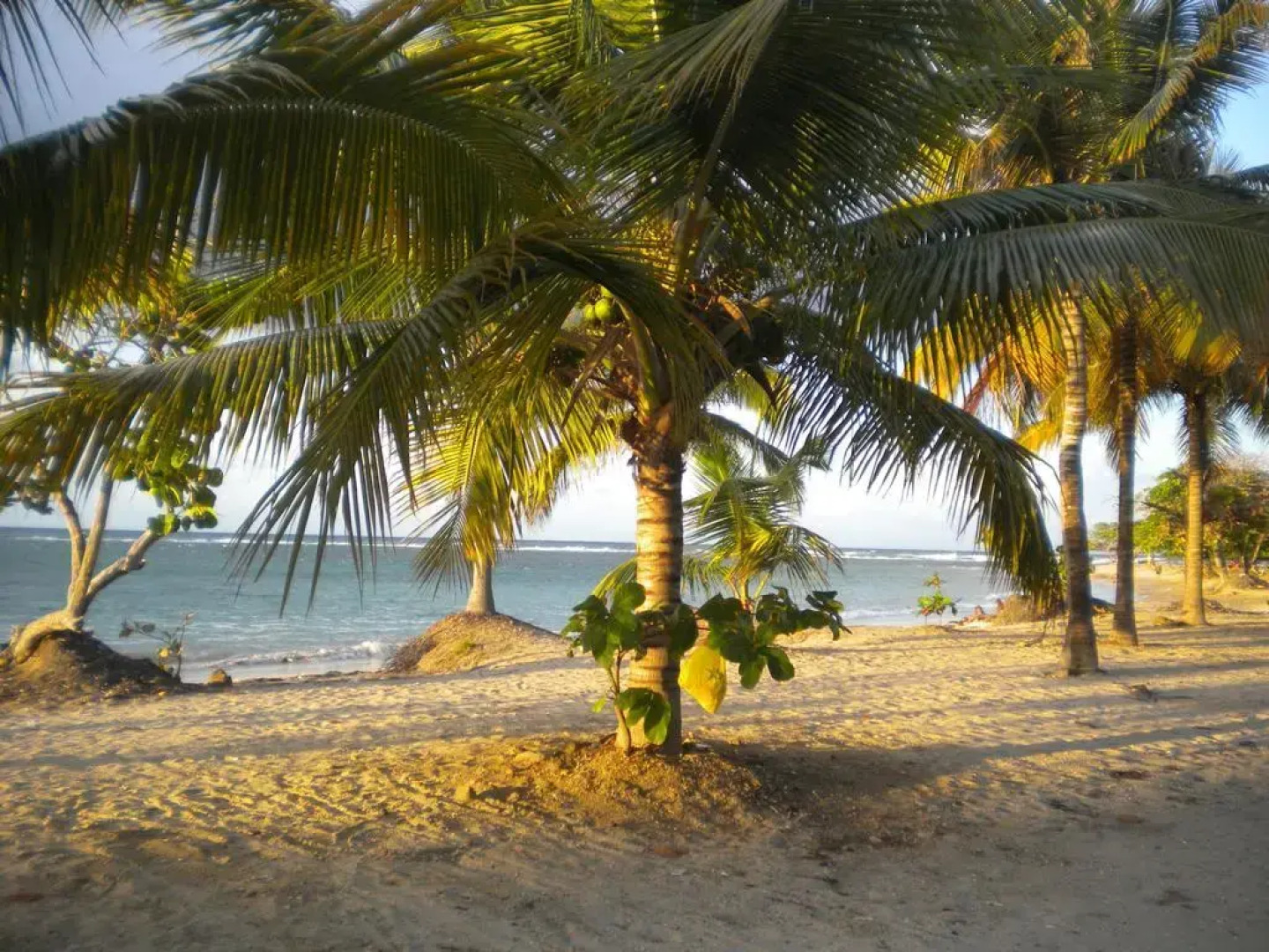 Caribbean Sun Residential