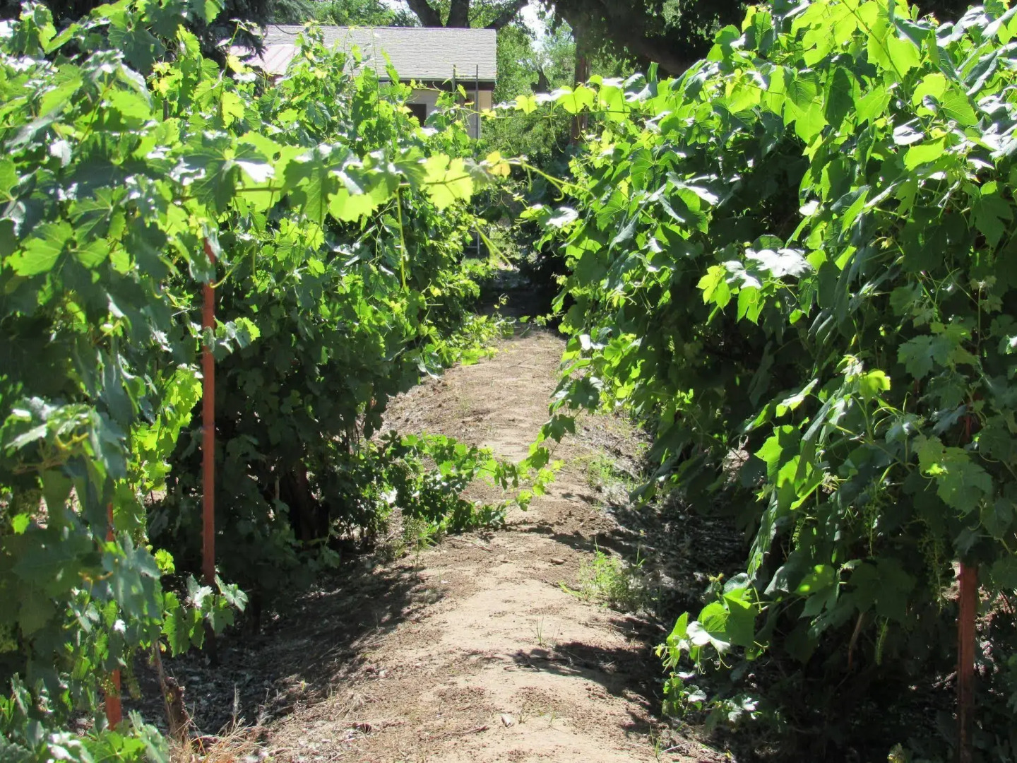 Red Horse Bed and Breakfast